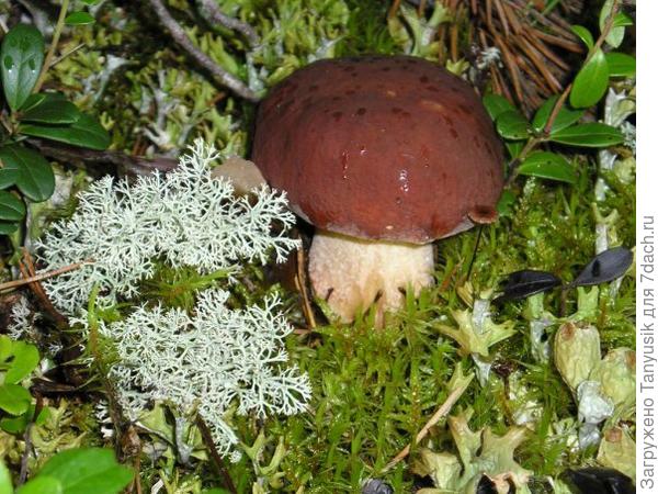 Такие боровички я называла Шоколадный принц