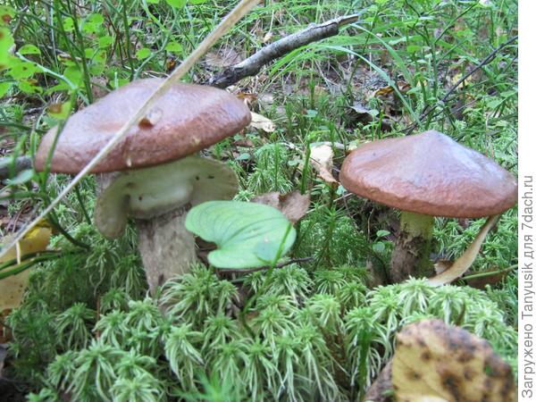 Мои любимые маслята