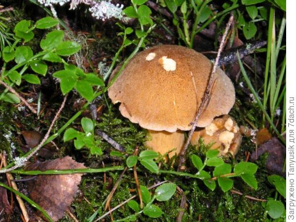 Моховики с бархатистой шляпкой