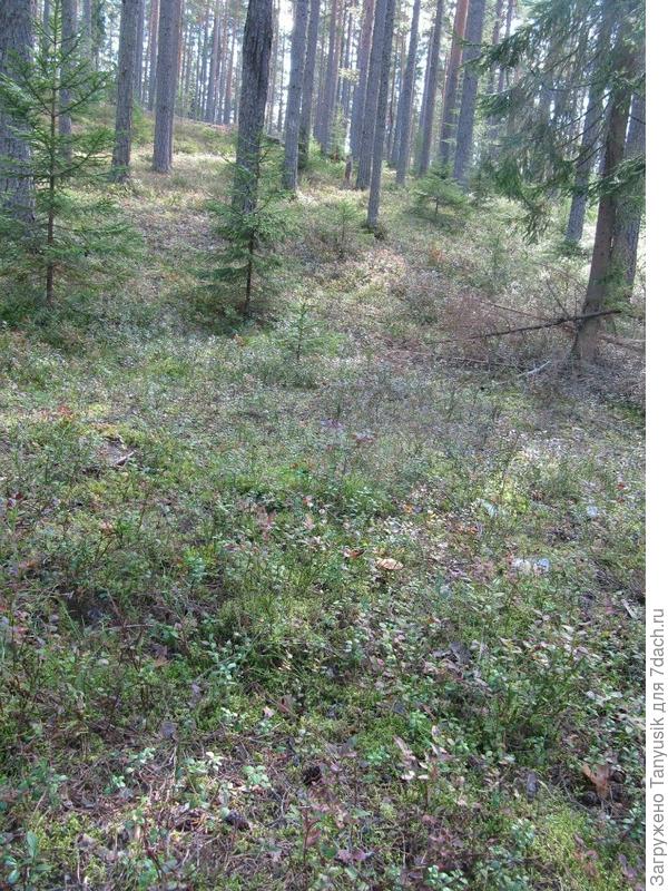 Мой любимый лес в Орехово