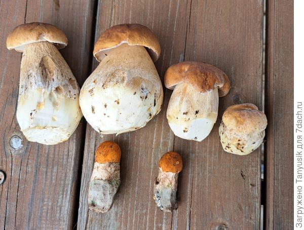 Вот и весь вчерашний улов. Чистенькие! На супчик хватит!