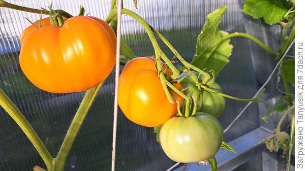 Персики и крем