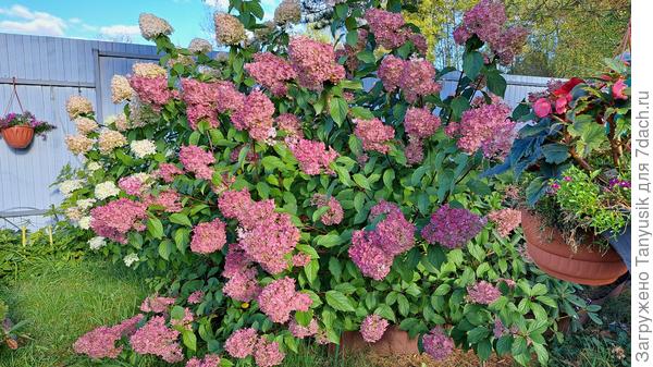 Ванила Фрайз