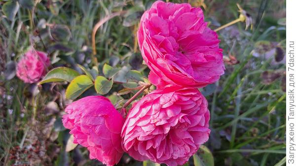 Леонардо да Винчи