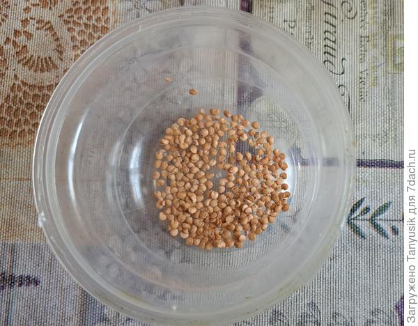 Семена с одного яйца