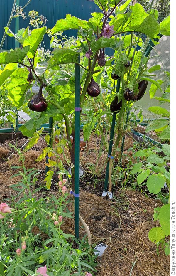 Тут немного в кадр попал