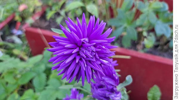 Голубая башня