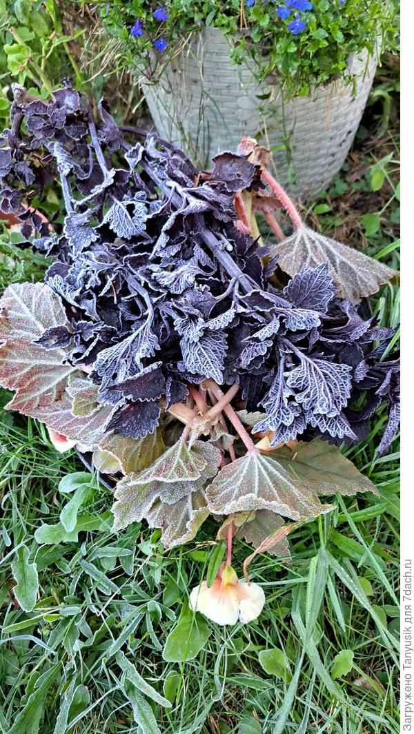 Колеусы и бегонии - ожидаемо.