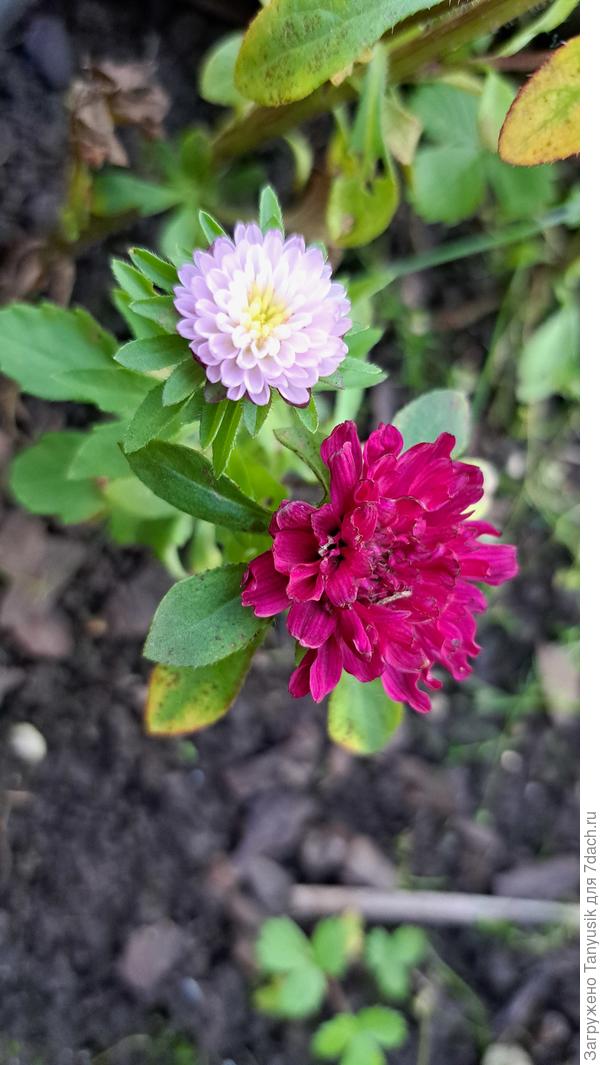 Жто тоже Малина со сливками. Очень интересно: на одном растении два разных цветка