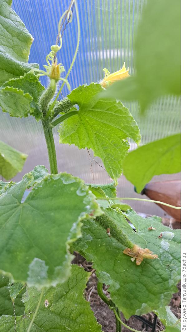 Огурцы тоже пока живые