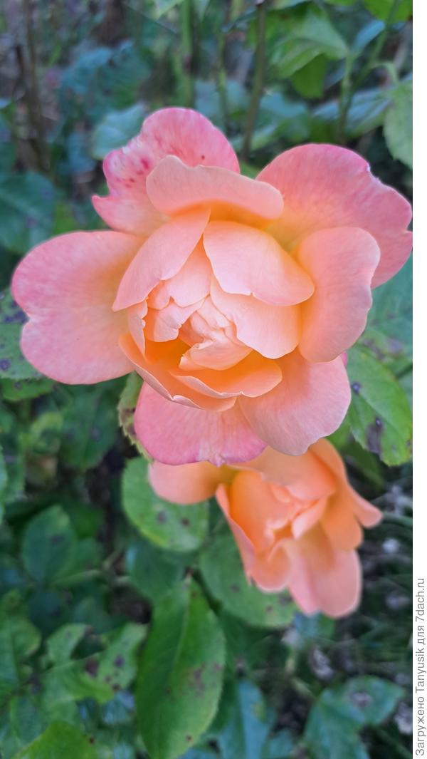 Розы не пострадали