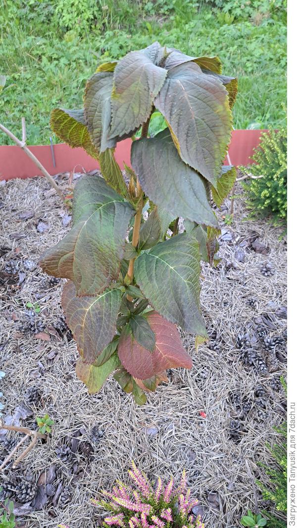 Крупнолистная замерзла