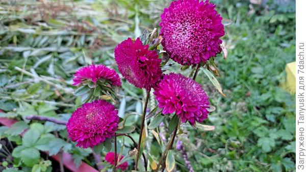 Малина со сливками