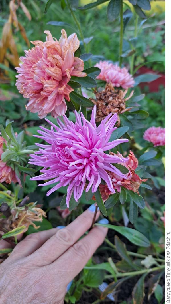 Дракон сальмон пинк. Красивый, но всего один цветок на растении