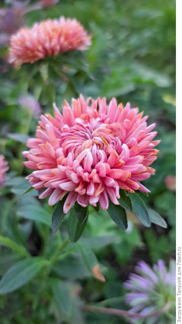 Золотая осень. Хорошие, не высокие пушистые кустики