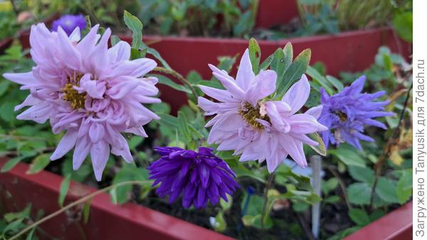 Самосев от прошлогодней Голубой башни. Есть и голубые, и розоаые, и фиолетовые цветки.