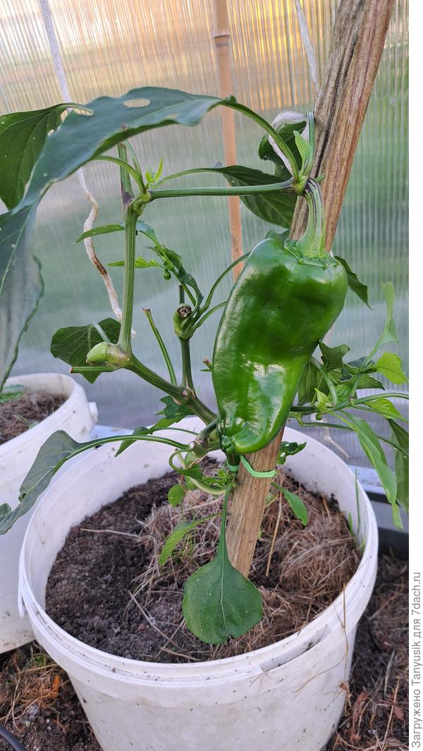 Последний перчик никак не созреет