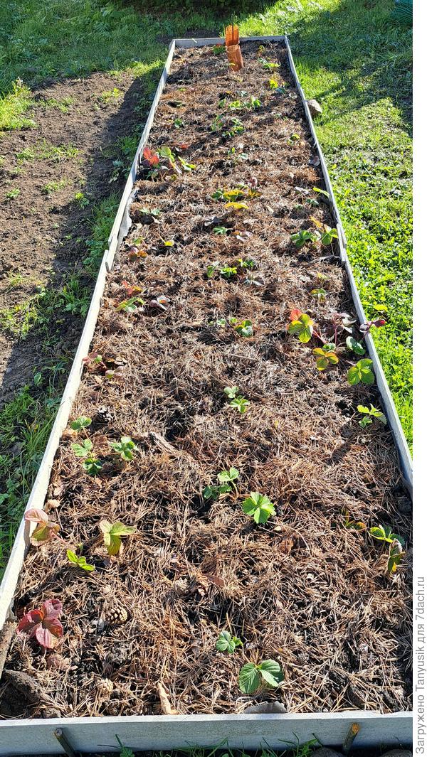 Новая клубничка