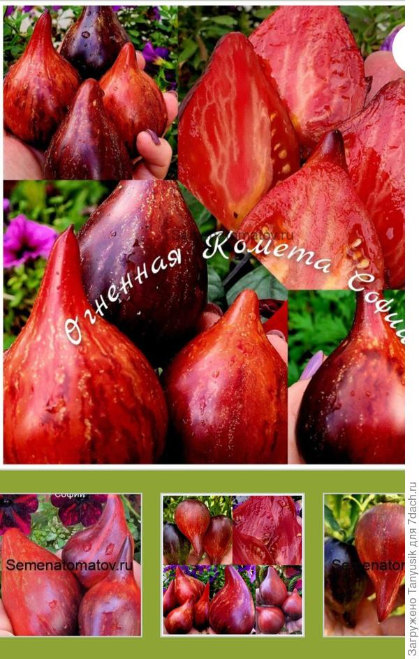 Фото с сайта Софии С.