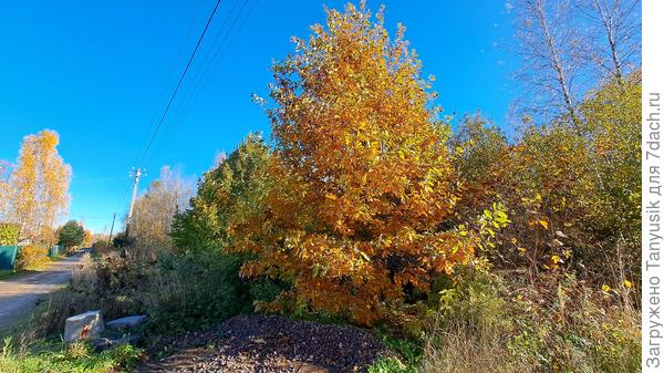На нашей улице в с-ве. Слева - участки, справа- лес. Дуб озолотился. А за ним липа - не спешит. Березки и осины почти облысели