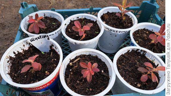 Этим азалиям 1 годик. Пересадила из горшочков 0,2 л в стаканчики 0,4. Сейчас обратно прикопаю на клумбу с вересковыми