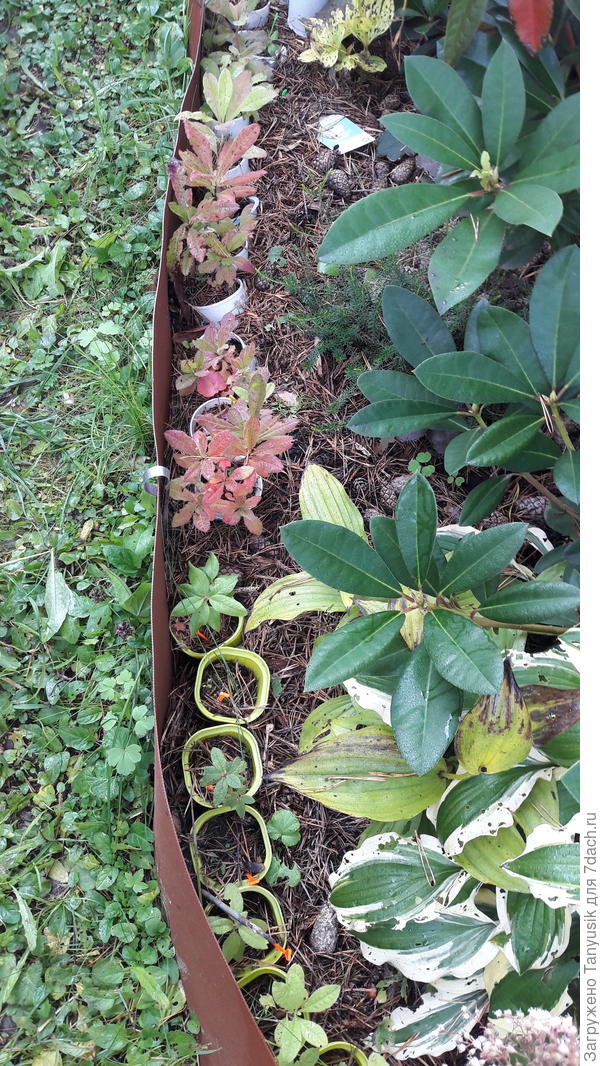 Азалии в стаканчиках 0,2л в прикопе.