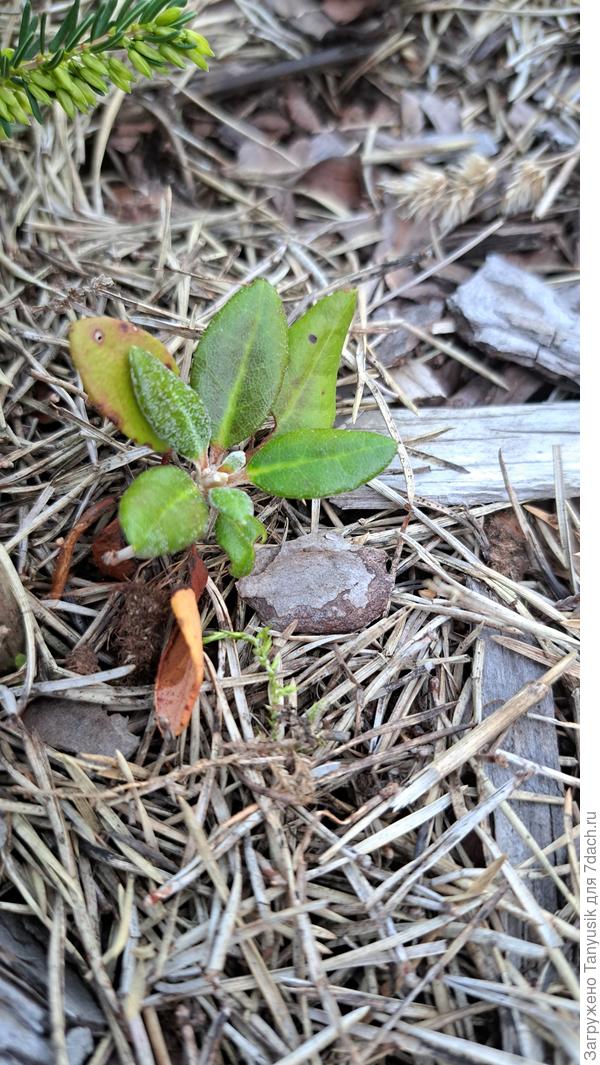 Малыш этого года посадки.