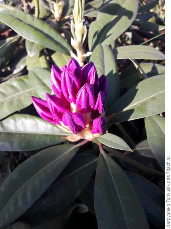 Азурро готовится к цветению.