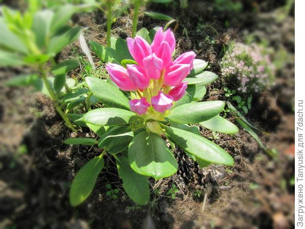 Розеум элеганс. Фото 2013 г. Первое цветение на третий год от посадки.