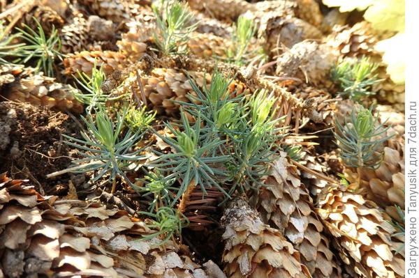 Самосев из мульчи шишками от голубой ели