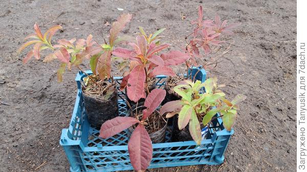 А этии азалиям 4 года. Тоже пойдут в прикоп.