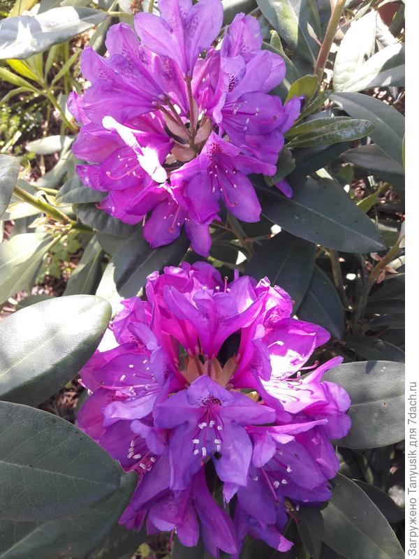 Мой Азурро. Никогда не укрывала. Только притенку ставлю.