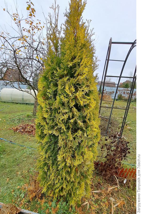 У меня, например, с такой хвоей Голден Энн.