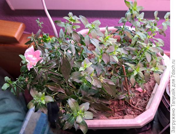 Итак, 2 кашпо переехали в дачный домик.