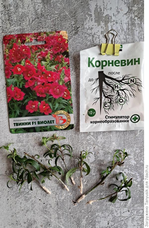 Черенкование - мое любимое занятие!