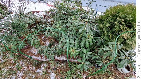 Эти кустодержатели летом были опорами для смородины и крыжовника.