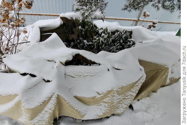 Притенка для рододендронов зимой.