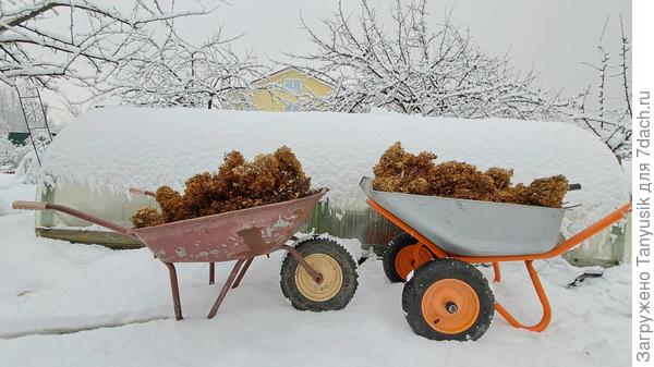 Заранее были срезаны отцветшие метелки гортензий. У меня их очень много. Хватает, чтобы укрыть все растения.