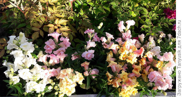 Волшебная красота антирринума