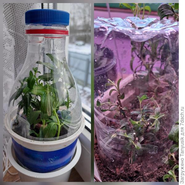 Микропарнички для черенков.