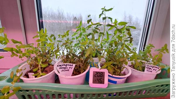 Укорененные черенки львиного зева стоят на подоконнике. За температурой в комнате следит "тамагочи".