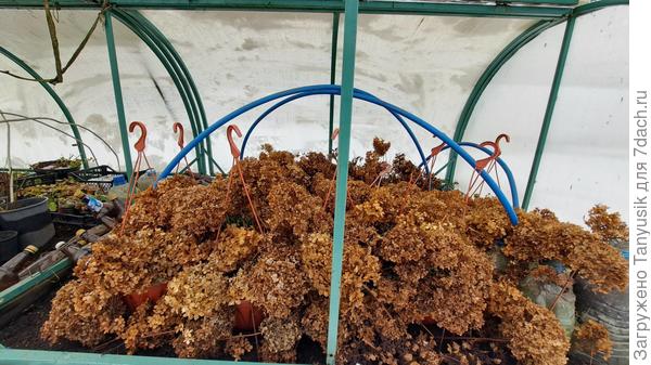 Первый воздушный слой - метелки гортензий. Они остаются сухими всю зиму.