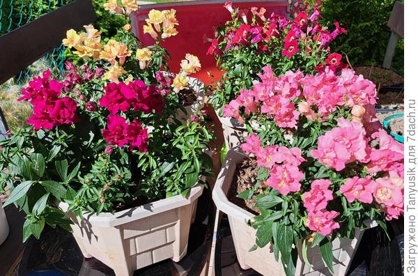 Львята в кашпо.