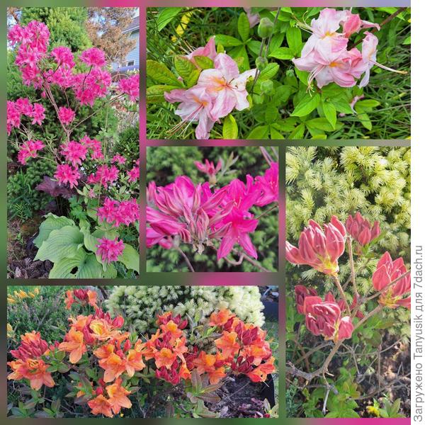 Листопадные рододендроны, которые не требуют укрытия и притенки.