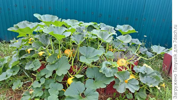 Золотые тыквы на золотом удобрении.