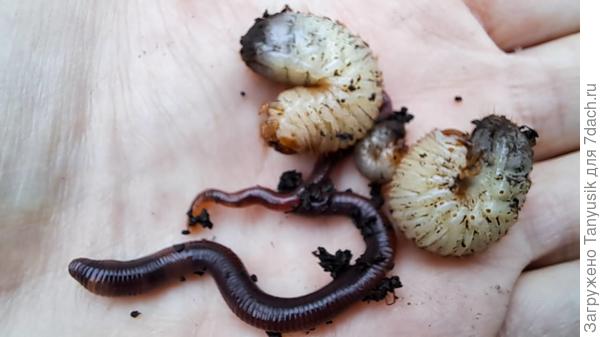 Переселенцы