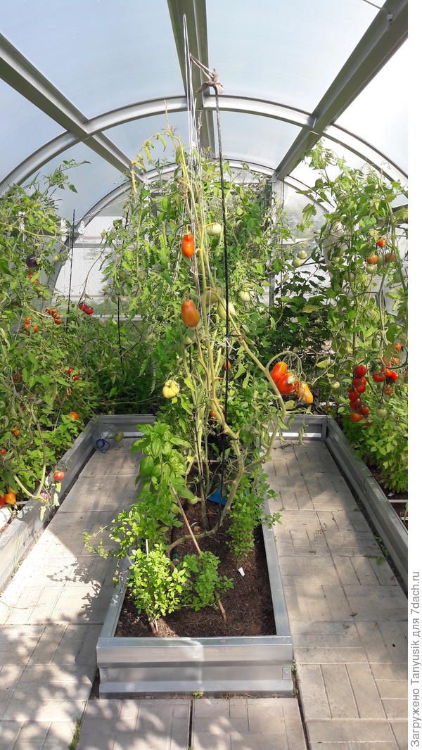 А теплица приютила индетерминантные томаты.