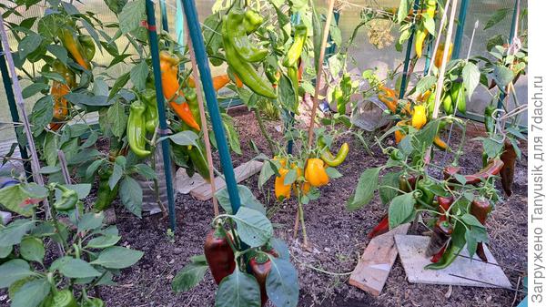 Обеспечиваем будущий хороший урожай!