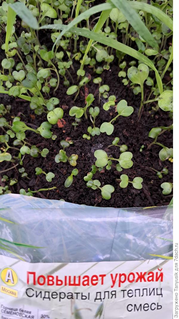 Дружно всходят сидераты из смеси.