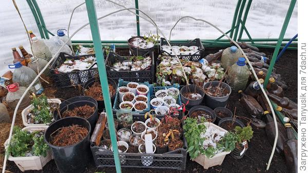 Осталось закидать горшочки сухими листьями и накрыть лутрасилом.